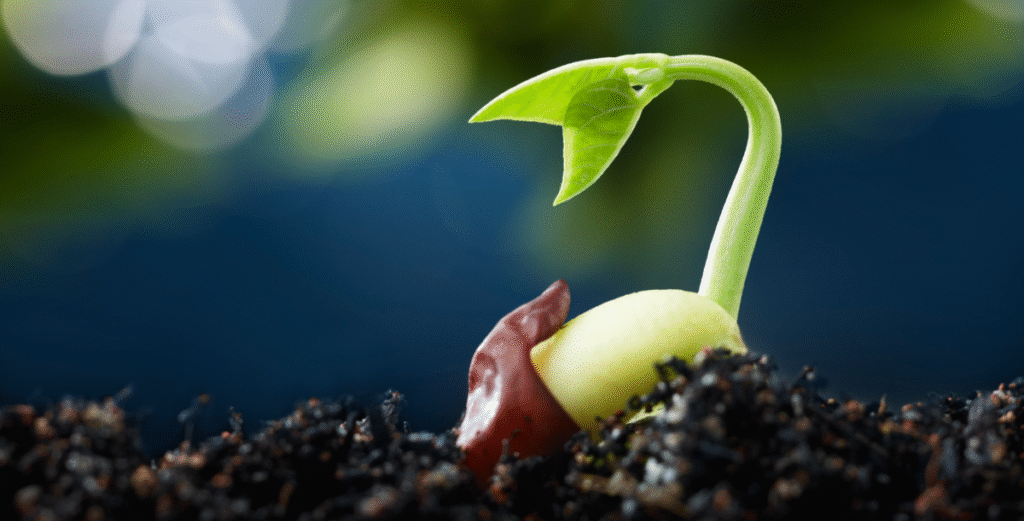 Seed Germination 